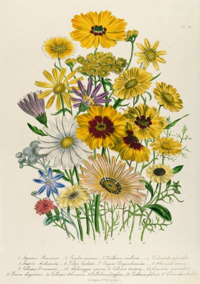 Daisies, plate 31 from 